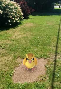 A Pidgey in my neighborhood!